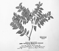 Uromyces hedysari-obscuri image